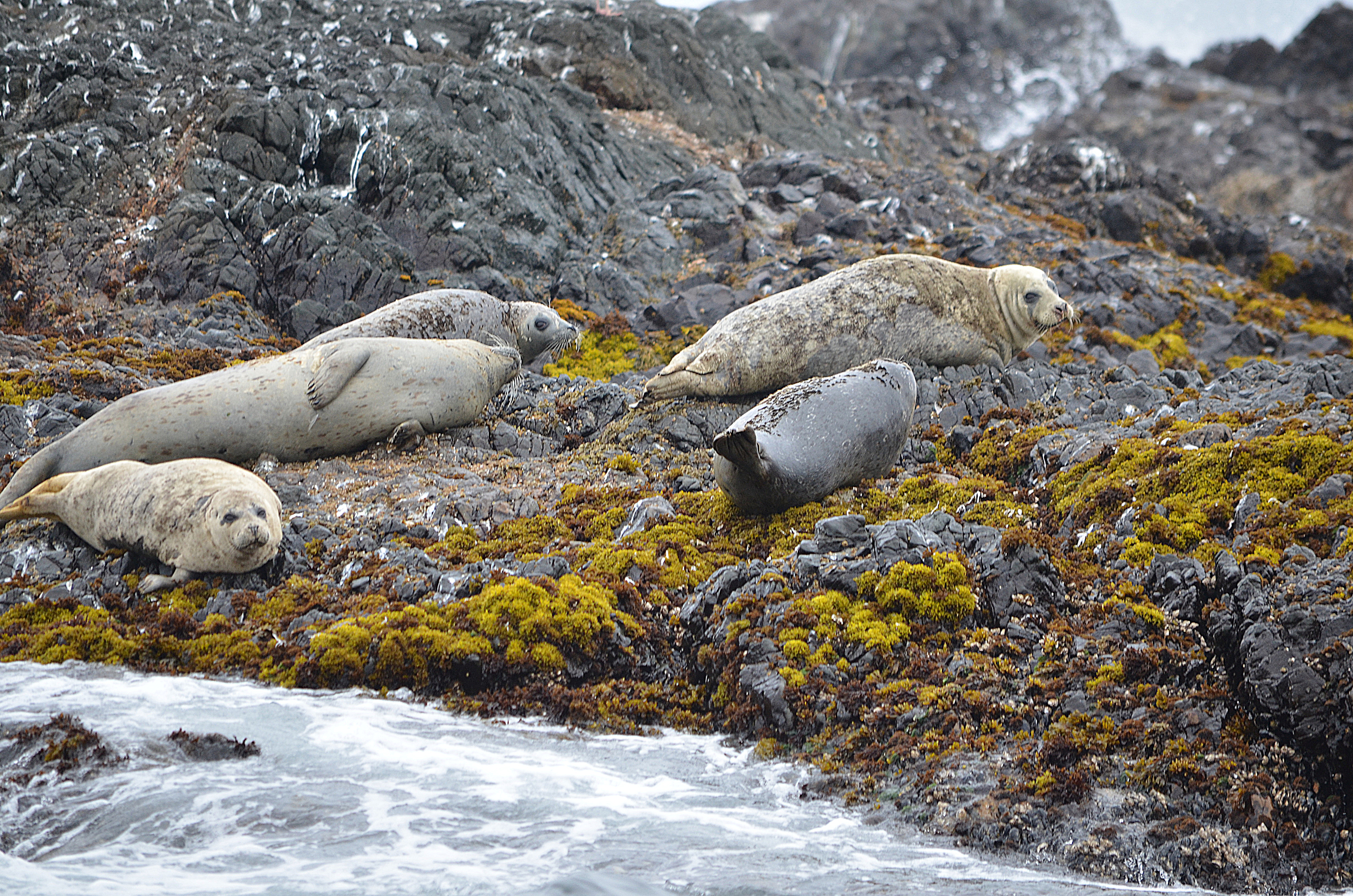photos/wildlife/Mammal_Species/Steller Sea Lion/DSC_0362.JPG